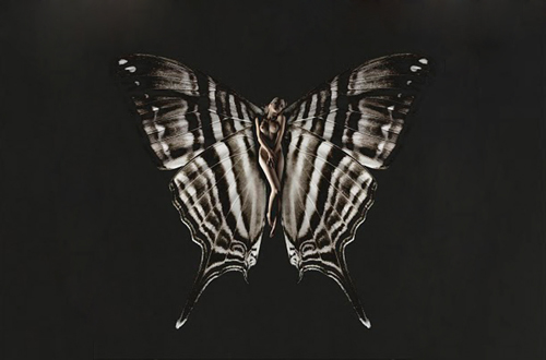 butterfly front
