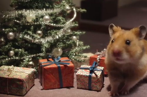 hamster_hank_front_coultique