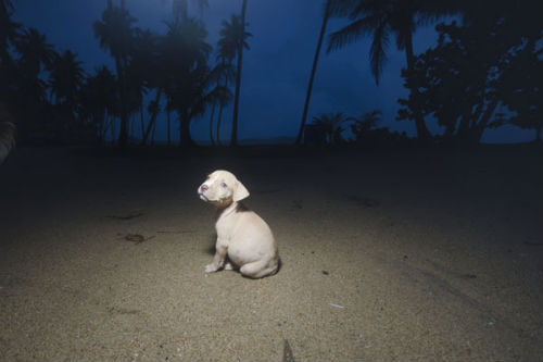 sophie_gamand_dead_dog_beach_front_coultique