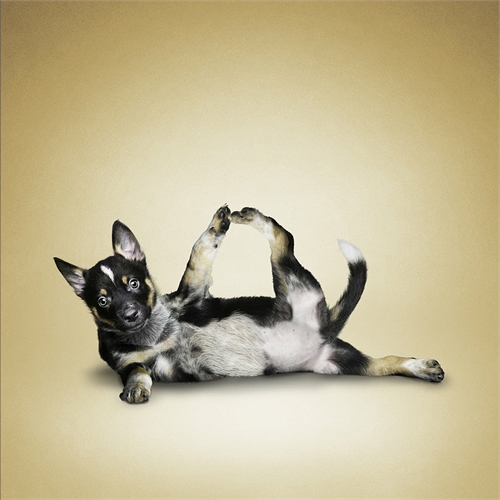 alejandra_und_dan_boris_yoga_dogs_yoga_cats_03_coultique