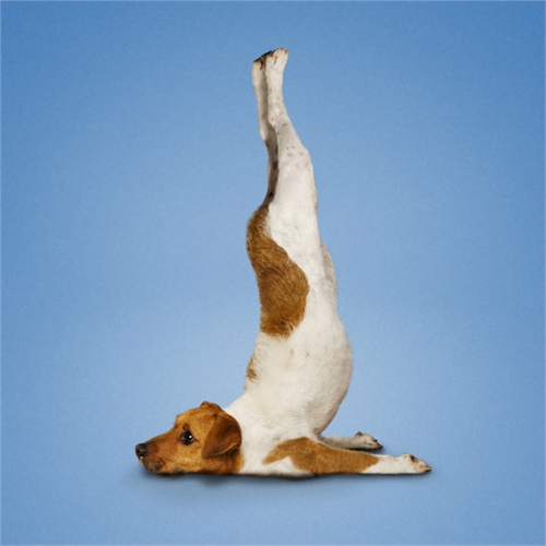 alejandra_und_dan_boris_yoga_dogs_yoga_cats_11_coultique