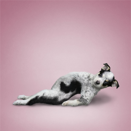 alejandra_und_dan_boris_yoga_dogs_yoga_cats_16_coultique