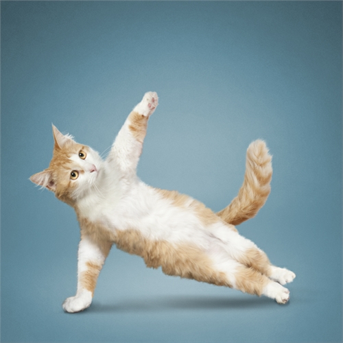 alejandra_und_dan_boris_yoga_dogs_yoga_cats_28_coultique