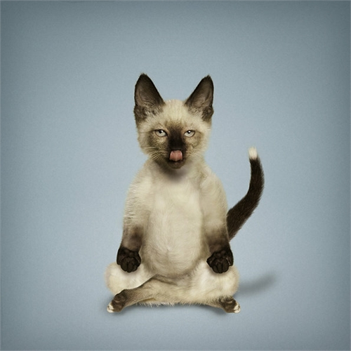 alejandra_und_dan_boris_yoga_dogs_yoga_cats_29_coultique