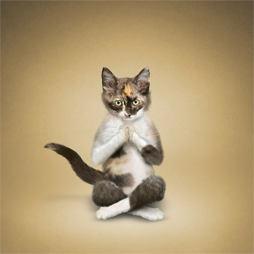 alejandra_und_dan_boris_yoga_dogs_yoga_cats_32_coultique