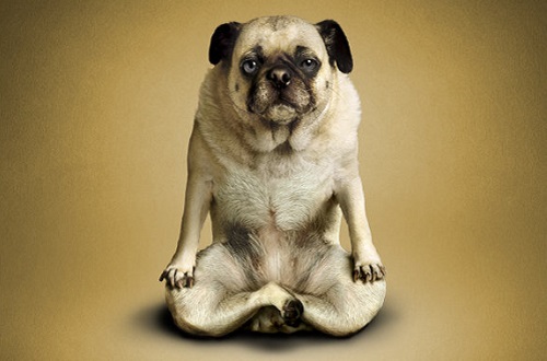 alejandra_und_dan_boris_yoga_dogs_yoga_cats_front_coultique